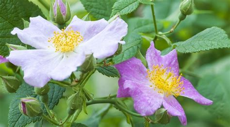 Runner Plant 的图像结果