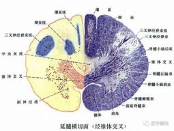 脑干 的图像结果