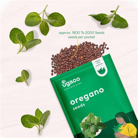Oregano Seeds – Ugaoo