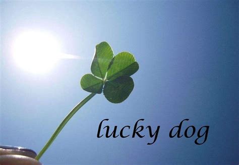 “lucky dog”是什么意思？