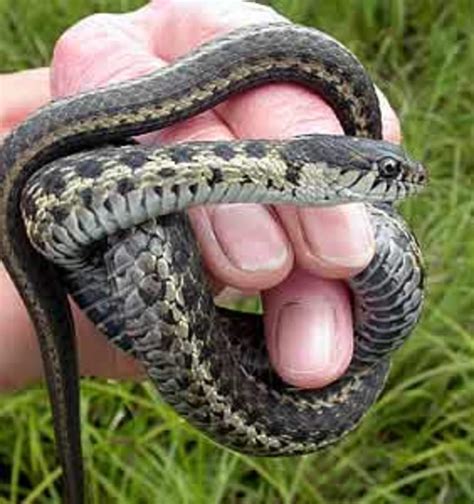 Pet Garter Snake Food at David Daigle blog