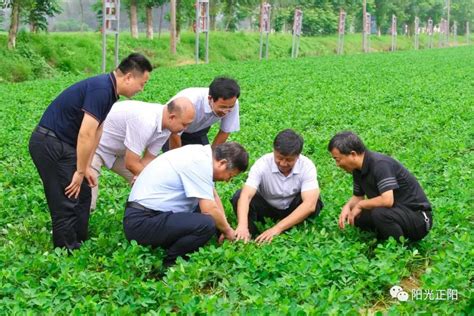 驻马店市农科院2020年“院市共建”项目花生高产种植技术培训在正阳县举行