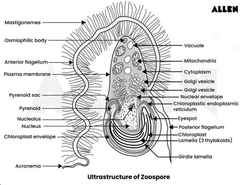 Ectocarpus: Classification, Habitat, Reproduction and Life Cycle