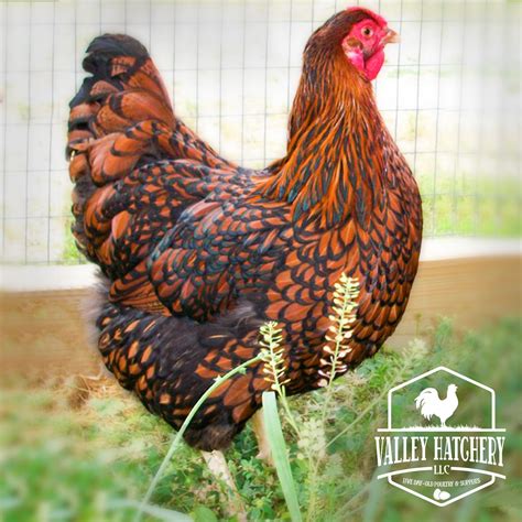Black Laced Red Wyandotte Chickens are a dual-purpose breed primarily ...