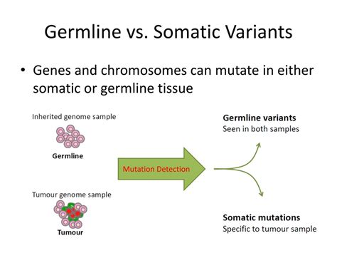 PPT - Comprehensive Exome Sequencing Data Analysis Guide PowerPoint ...