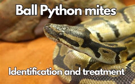 Image result for Ball Python Substrate