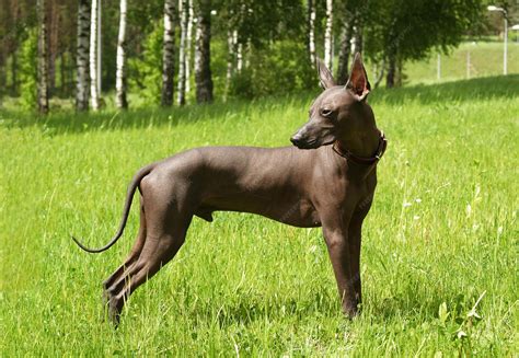 Premium Photo | Mexican hairless xoloitzcuintle beautiful adult dog outdoors rare dog breed xolo ...