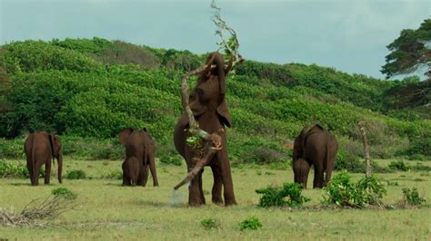 Nature - How Forest Elephants Warn Predators - Twin Cities PBS