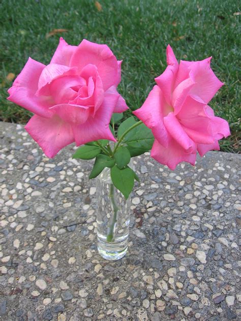 Spaghetti With Clam Sauce Recipe - Food.com