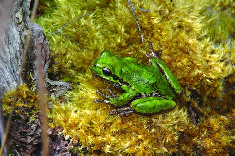 Reptiles & frogs | Parks & Wildlife Service Tasmania