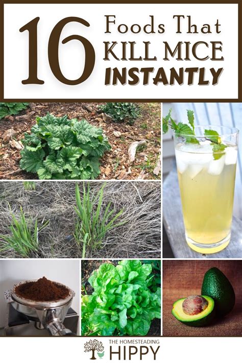 16 Foods That Kill Mice Instantly