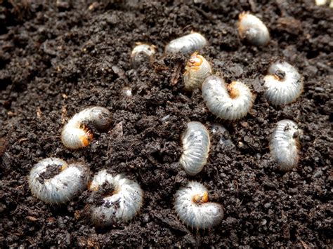 White Grubs in My Yard - Lawn Care Extraordinaire