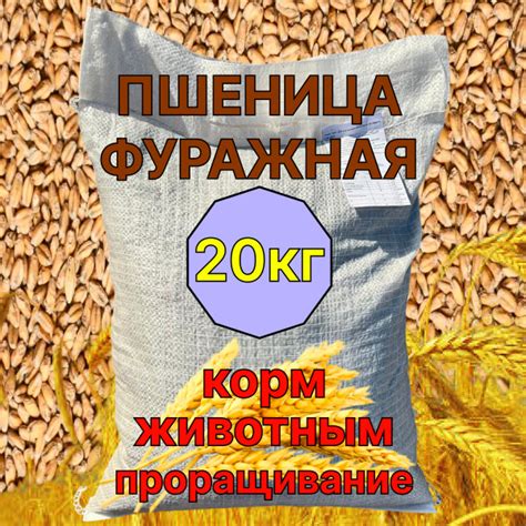 Пшеница, зерна для проращивания, кормовая, фуражная 20кг купить на OZON ...