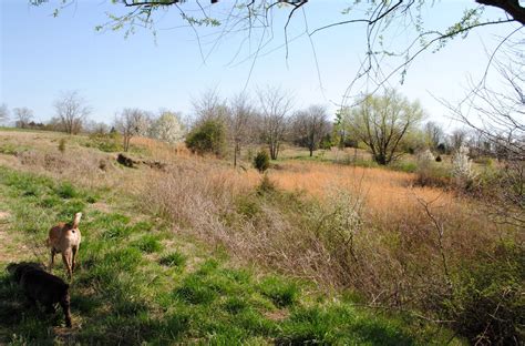 Claudia Tanzer-Photographer: Shelby Farms dog park March10