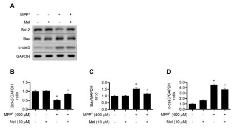 Protective mechanism of melatonin via heat shock protein in the MPP+-induced in vitro Parkinson ... - mechanism of parkinson's disease