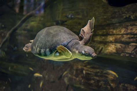 Fly River Turtle - Milwaukee County Zoo