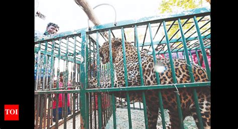 Indian National Congress: Congress, Jd(s) Slam Govt Over Leopard ...