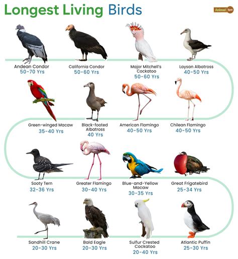 Longest Living Birds - List, Facts, Pictures, and Chart