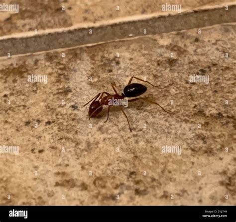 Florida Carpenter Ant (Camponotus floridanus Stock Photo - Alamy