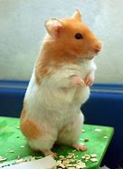 Image result for Baby Teddy Bear Hamster