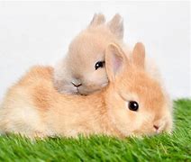 Image result for Cute Baby Bunnies Hugging