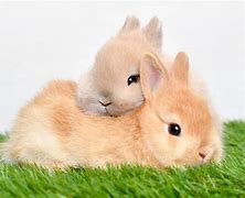 Image result for Cute Baby Bunnies Clip Art