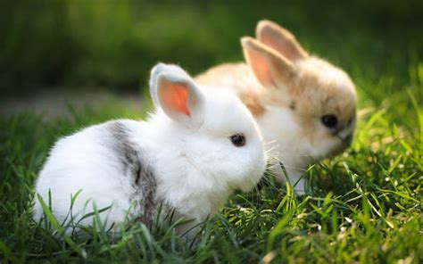 What Are Male, Female And Baby Rabbits Called? – Bunnyislove