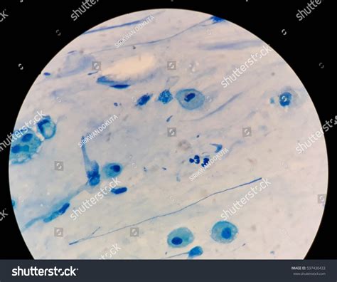 Microscope Bacteria 的图像结果
