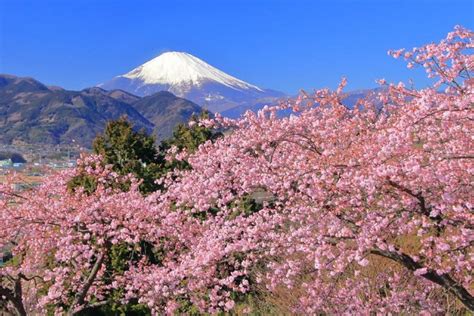 Early-blooming Cherry Blossom, Snow Playing at Mt. Fuji and Strawberry ...