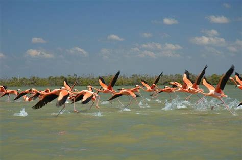 Best Ría Lagartos Tours & Tickets - Book Now