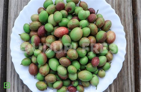 karande kai / Bengal currant 500 g – UDUPI FRESH