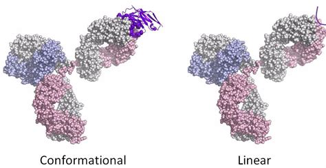 Image result for Epitope Mapping