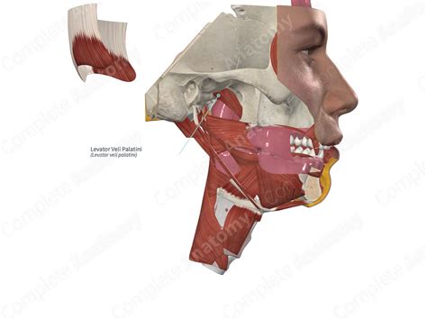Levator Veli Palatini