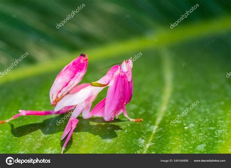 Pink Flower Praying Mantis