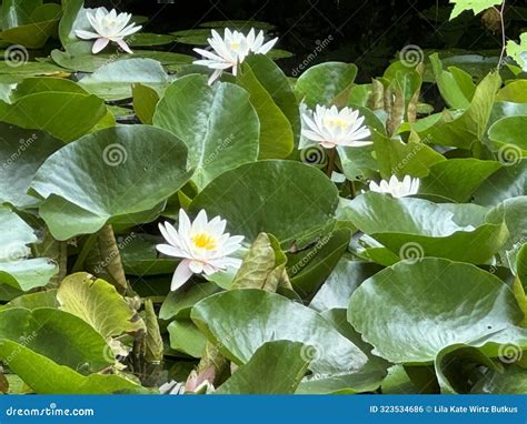 White Lily Pad Flowers Spread among Lily Pads on Pond Stock Photo ...