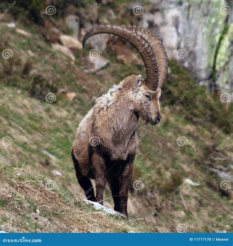 Old Capra Ibex stock photo. Image of majestic, europe - 11717178