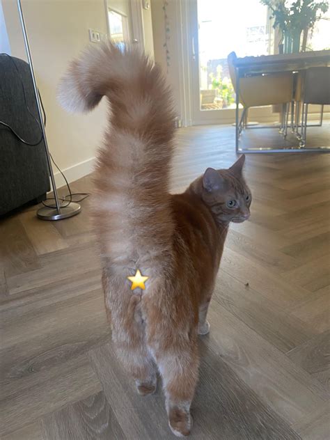 Why does my cat’s tail get big like this sometimes? : r/cats