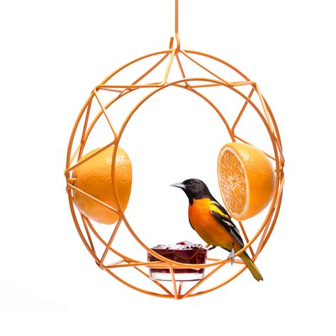 Best Oriole Bird Feeders at Layla Swallow blog