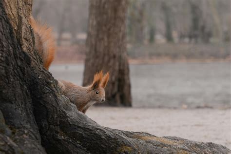 Environment Animated 的图像结果