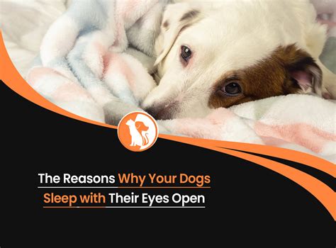 The Reason Why Your Dogs Sleep with Their Eyes Open