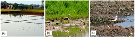 Transitioning Wintering Shorebirds to Agroecosystem: A Thorough ...