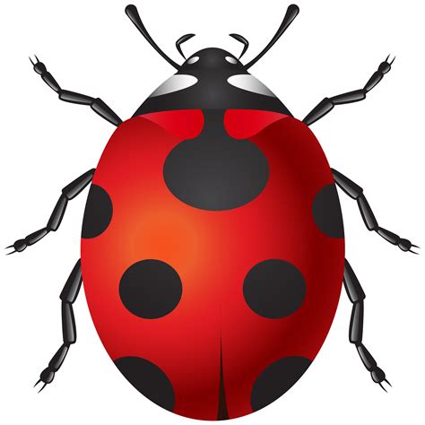 Insect Clip Art New Zealand Native Bugs Clip Art {Insects, Spiders