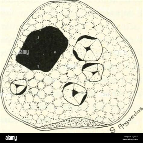Entamoeba histolytica hi-res stock photography and images - Alamy - sketch of entamoeba histolytica