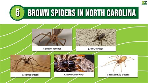 Discover 5 Brown Spiders In North Carolina - A-Z Animals