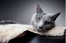 blue cats facts about russian blue cats blue cats facts about russian blue cats