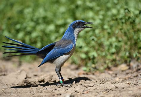 Island Scrub-Jay | Audubon Field Guide