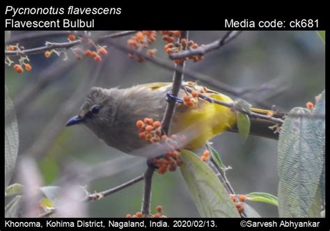 Pycnonotus flavescens Blyth, 1845 - Flavescent Bulbul | Birds