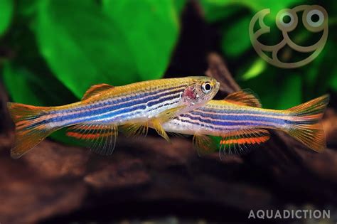 Red Zebra Danio Fish