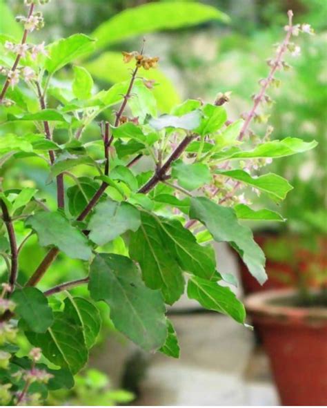 Long Tulsi Plant, Basil Green Long Plant, Long holy Basil, लौंग तुलसी ...
