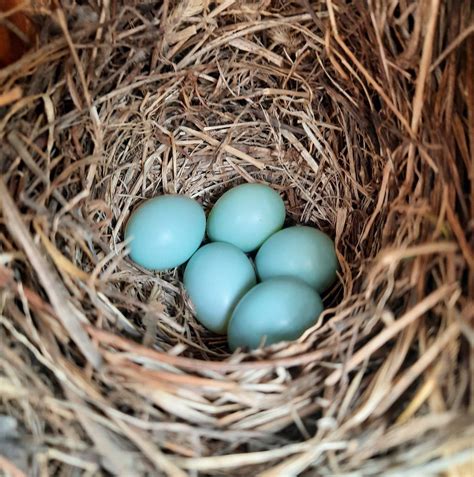 Blue Jay Bird Eggs